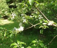 Tuin: appelbloesem