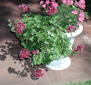 Achter de geraniums