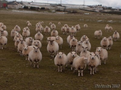 Schapen kijken u aan